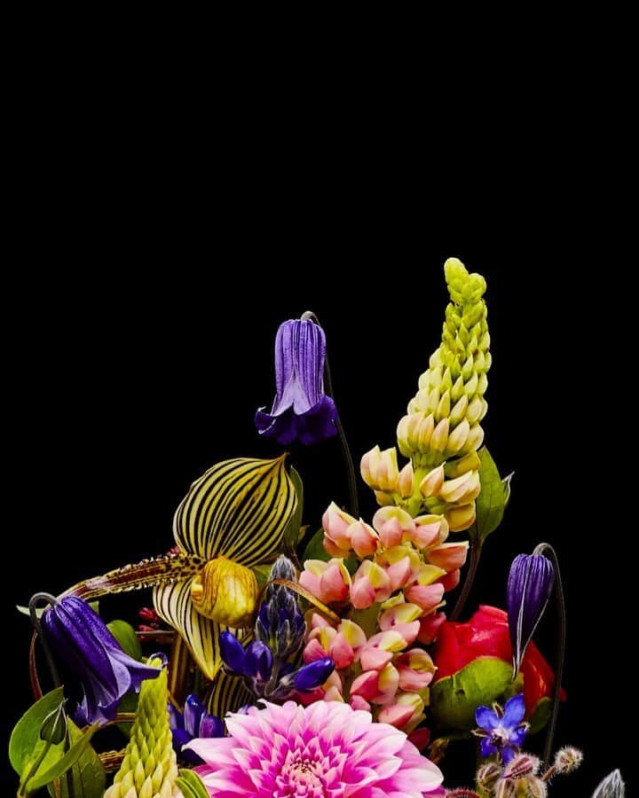 椎木俊介のインスタグラム：「Flowers  #azumamakoto #makotoazuma #shiinokishunsuke #amkk #amkkproject #flowers #flowerart #東信 #東信花樹研究所 #花  #timelapse #30s」