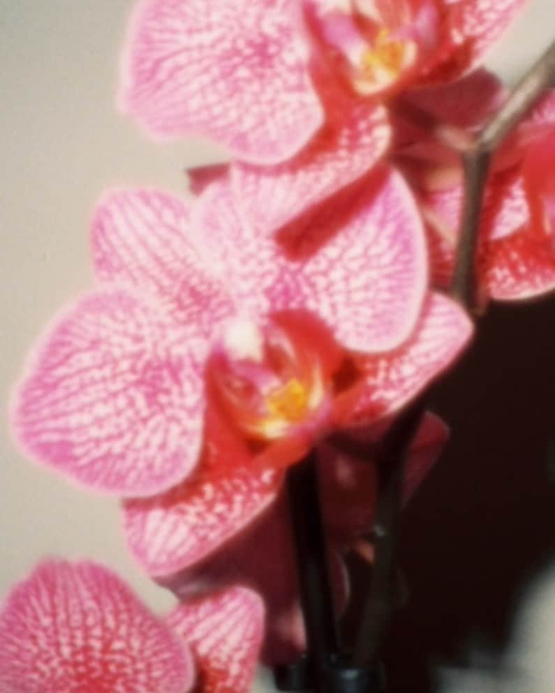 ジュリー・ロッシュのインスタグラム：「My little baby orchid shot May 2019」