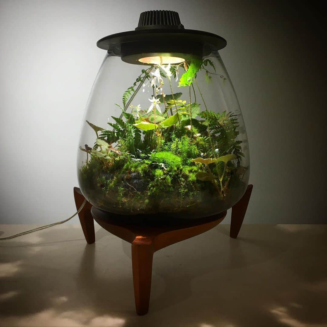 Mosslight-LEDさんのインスタグラム写真 - (Mosslight-LEDInstagram)「#mosslight#モスライト#苔#コケ#mossy#mossa#moss#terrarium #テラリウム#indoorgreen#plants#コケテラリウム#苔テラリウム#mossterrarium#mossarium#照明器具#lightingfixture#コケあかり#LED照明付テラリウム#パルダリウム#paludarium#インドアグリーン#照明デザイン#mosslightled#indoorgreens#インテリアグリーン」5月25日 7時11分 - mosslight1955