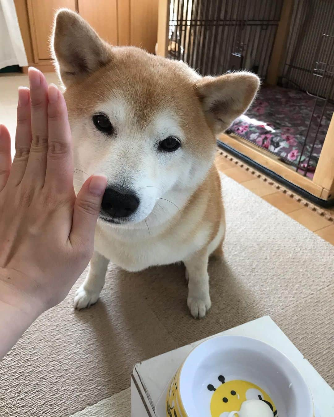 柴犬のモモさんのインスタグラム写真 - (柴犬のモモInstagram)「おはようございます。ヨーグルト食べる前に「タッチ」！ #いぬ #イヌ #犬 #柴犬 #赤柴 #日本犬 #犬バカ部 #ふわもこ部 #いぬら部 #癒しわんこ #柴犬マニア #犬のいる暮らし #口角キュキュッと部 #shiba #shibainu #shibadog #dogstagram #dogsofinstagram #shibastagram #shibasofinstagram #shibamania #inu #instadog #toyota_dog」5月25日 7時48分 - shi_ba_i_nu_momo