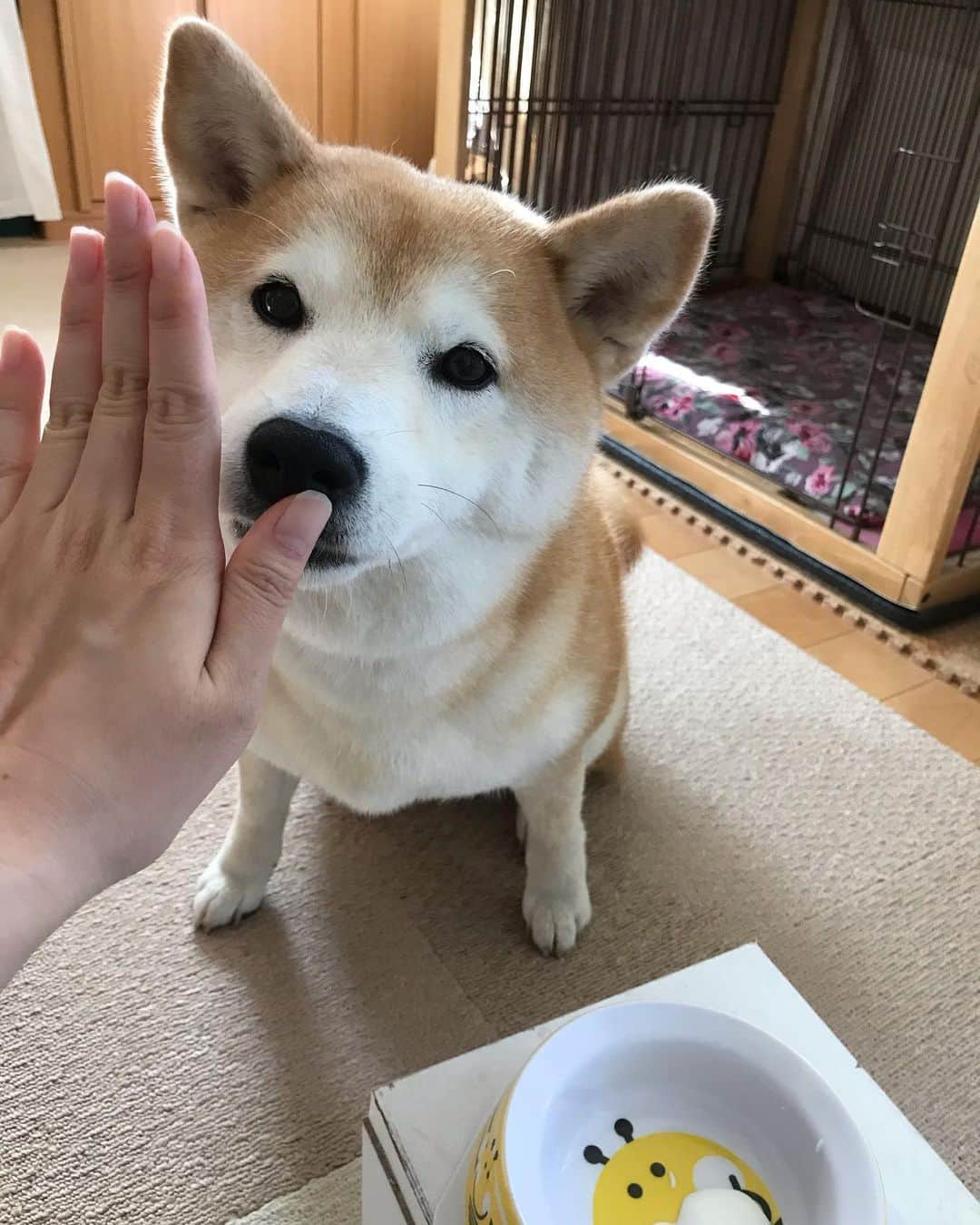 柴犬のモモさんのインスタグラム写真 - (柴犬のモモInstagram)「おはようございます。ヨーグルト食べる前に「タッチ」！ #いぬ #イヌ #犬 #柴犬 #赤柴 #日本犬 #犬バカ部 #ふわもこ部 #いぬら部 #癒しわんこ #柴犬マニア #犬のいる暮らし #口角キュキュッと部 #shiba #shibainu #shibadog #dogstagram #dogsofinstagram #shibastagram #shibasofinstagram #shibamania #inu #instadog #toyota_dog」5月25日 7時48分 - shi_ba_i_nu_momo