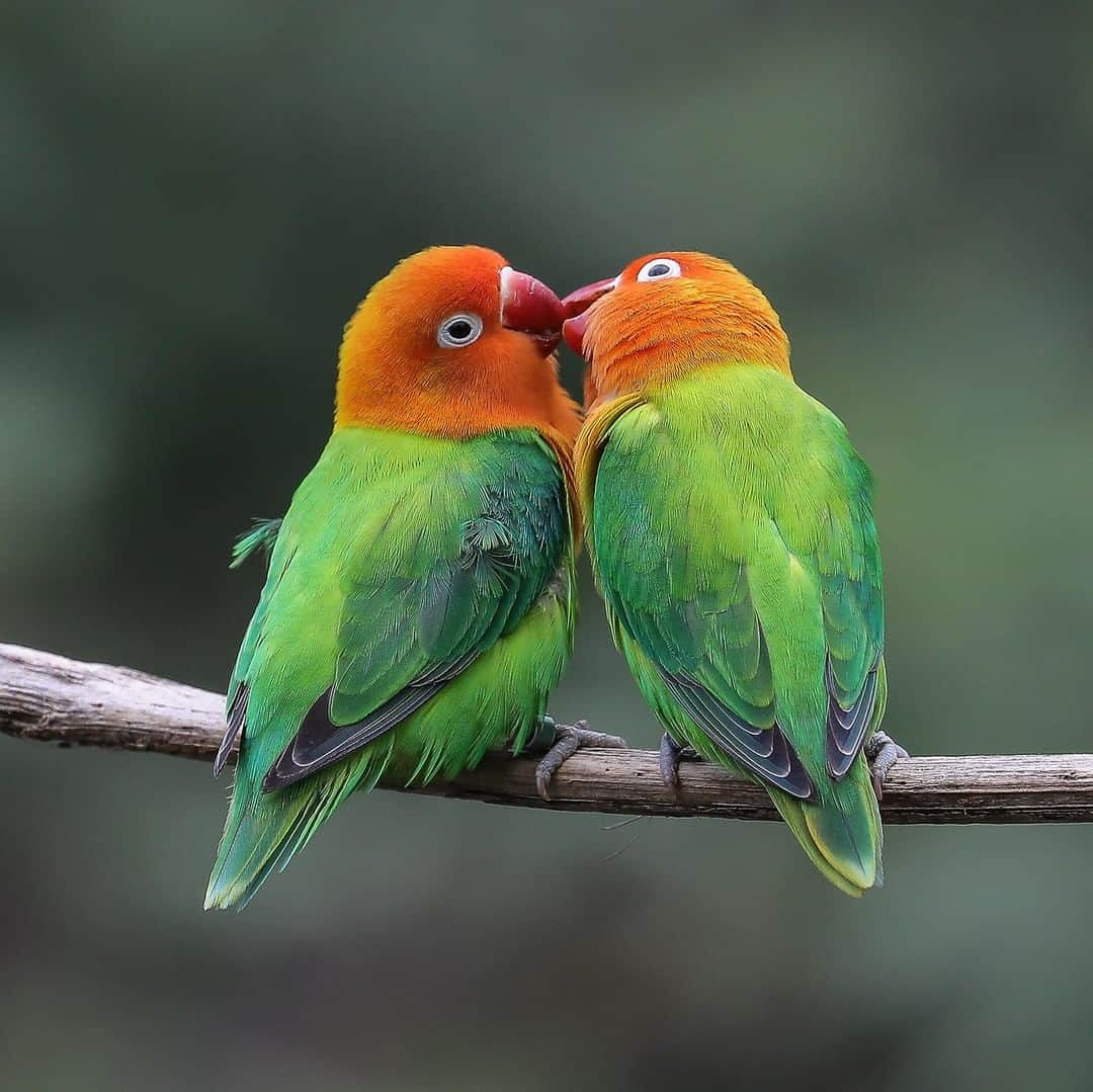 San Diego Zooさんのインスタグラム写真 - (San Diego ZooInstagram)「Fischer's lovebirds live up to their name. These birbs form strong bonds with their mate and are monogamous for life. Tag your lovebirb 😘 #lovebirds #PDA #sandiegozoo #birdsofafeather 📷 Ian Gill」5月25日 8時00分 - sandiegozoo