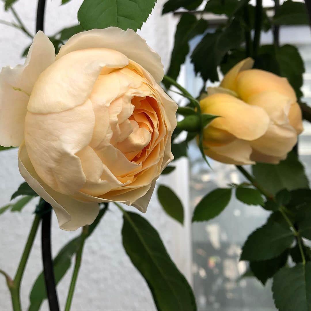 chai0219さんのインスタグラム写真 - (chai0219Instagram)「おはようございます😃 今日も可愛いく咲いてくれています❤︎ #mの植物記録 #flora #flower #flowers #rose #ローズ #バラ #デビッドオースチン #ベランダ #ベランダガーデン #ジュードジオブスキュア #植物 #薔薇 #花 #イングリッシュローズ #plants #ブリーズ」5月25日 8時05分 - chai0219