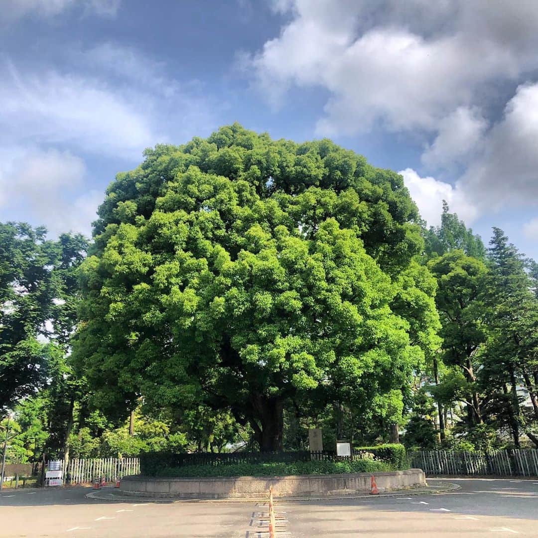 宇佐美進典のインスタグラム：「神宮外苑絵画館裏にある大きな木。存在感ありまくり。　#神宮外苑　#絵画館　#葬場殿址」