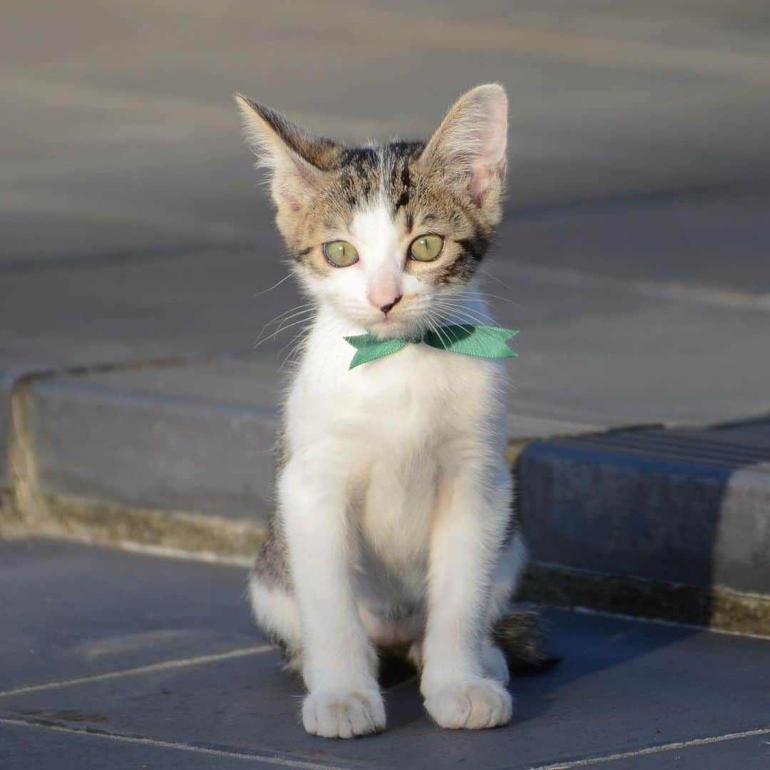 やふさんのインスタグラム写真 - (やふInstagram)「おはようございます。チビ京太でし。 . #cat #neko #catlovers #catsofinstagram #catstagram #instacat #猫 #ねこ #ネコ #保護猫 #京太 #保護猫の日」5月25日 8時35分 - kyafy