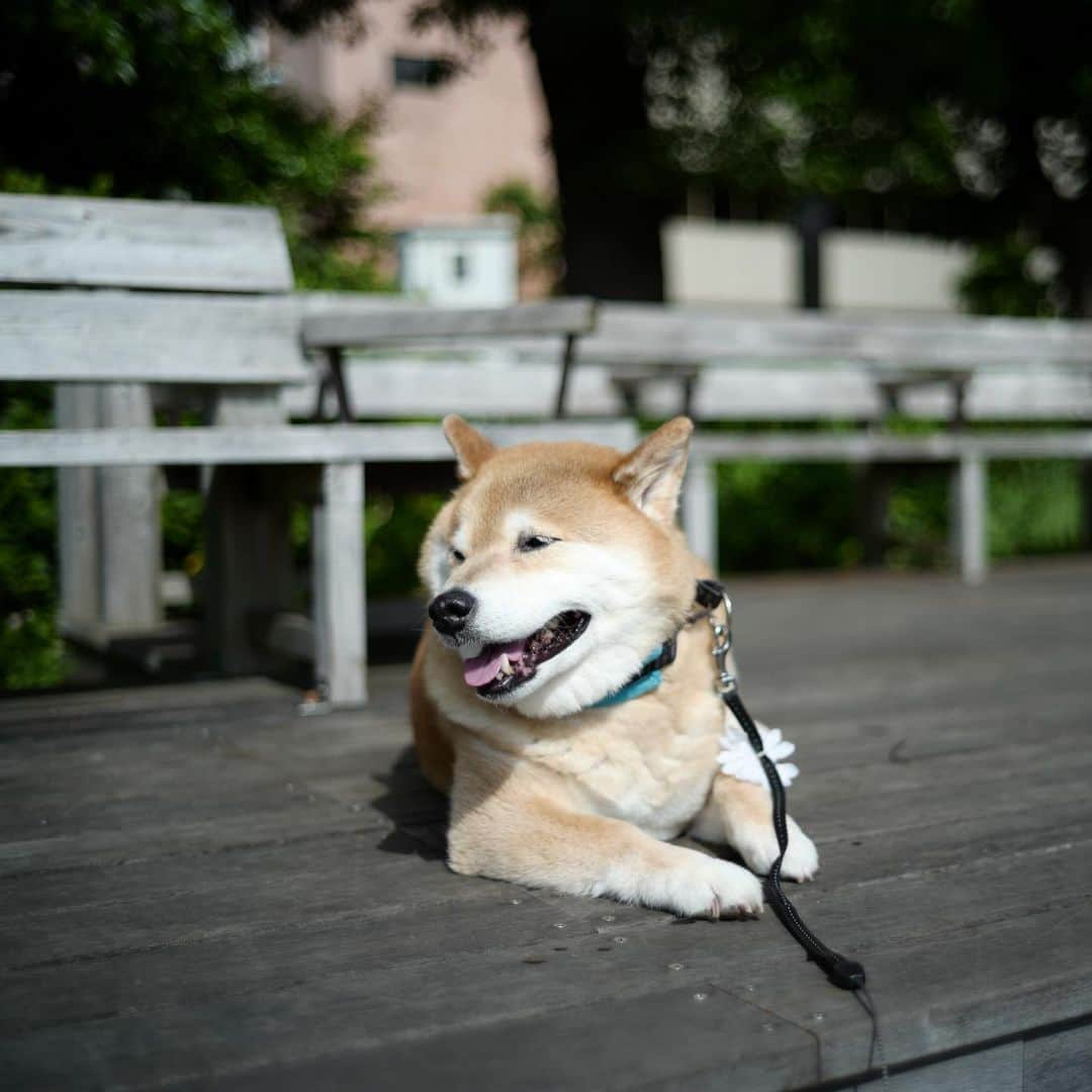 まる（まるたろう）さんのインスタグラム写真 - (まる（まるたろう）Instagram)「Good smile morning!✨🐶☺️✨月曜日おはまる〜！みんな気を抜かず今週も頑張ってきてね！ #油断大敵です #コロナマンはすぐそこにいると思ってね #まるはここでお昼寝していくね #これも油断かな🤔 #3密じゃないからいいかな #月曜日は笑顔で頑張る日」5月25日 8時58分 - marutaro