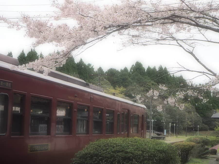 伊藤桃さんのインスタグラム写真 - (伊藤桃Instagram)「【#肥薩線 #大畑駅】#肥薩線の旅 (❁´ω`❁) そして列車はふたたび✨大畑駅へ····· こちらもまた、渋い#木造駅舎 な大畑駅。 #いさぶろうしんぺい の運行に合わせて、昔の姿に整えたそうです。 まるでタイムスリップしたような駅の中には大量の名刺が‪\(ᯅ̈ )/‬ 何でも名刺を貼ると、出世するとい噂があるそう·····✨ いたるところに名刺だらけでした😊 🚉 5枚目: この駅でも、切符を集めるところで鳥さんが巣作りをしていましたΣ੧(❛□❛✿) 🚉 6枚目: この駅は、アニメ#夏目友人帳 にもでてくるそう。 #聖地巡礼 で訪れた方用の友人帳も·····✨ 7枚目: わたしもにゃんこ先生の駅スタンプを押しました(●︎´▽︎`●︎) 🚉 のどかな自然の中の物語の、夏目友人帳。 本当にその世界が続いているのでは·····と思うようなのどかな光景がそこには広がっていました。 桜舞う中····· まだまだ大畑駅周辺もお散歩散歩🎶あしたにつづくー^^* ✂︎--------㋖㋷㋣㋷線---------✂︎ 人吉駅10:09-11:21真幸駅12:00-12:46(いまここ)大畑駅13:35-14:33吉松駅 ✂ーーーーーーーーーーーーーーーーーーーーーーーーーーーーーー✂ 5/31 15:00~16:30に木村裕子さんとオンライン鉄道トークショーを行います！ お申し込みはこちらから→ http://bookandbeer.com/event/20200531a/ 2人で選んだ自粛中鉄道ニュースベスト5、おうちで楽しめるお取り寄せグッズや、自粛後どこにいきたいかとか、 視聴者のコメントから条件を作って即席妄想2人旅行程などたのしそうううすぎます！ 見てくださった方とのクロストークタイムもたっぷりです。 木村裕子さんのお話もとても楽しくて今から楽しみ♡ 宜しくお願いします！」5月25日 20時23分 - itomomo_tetsu