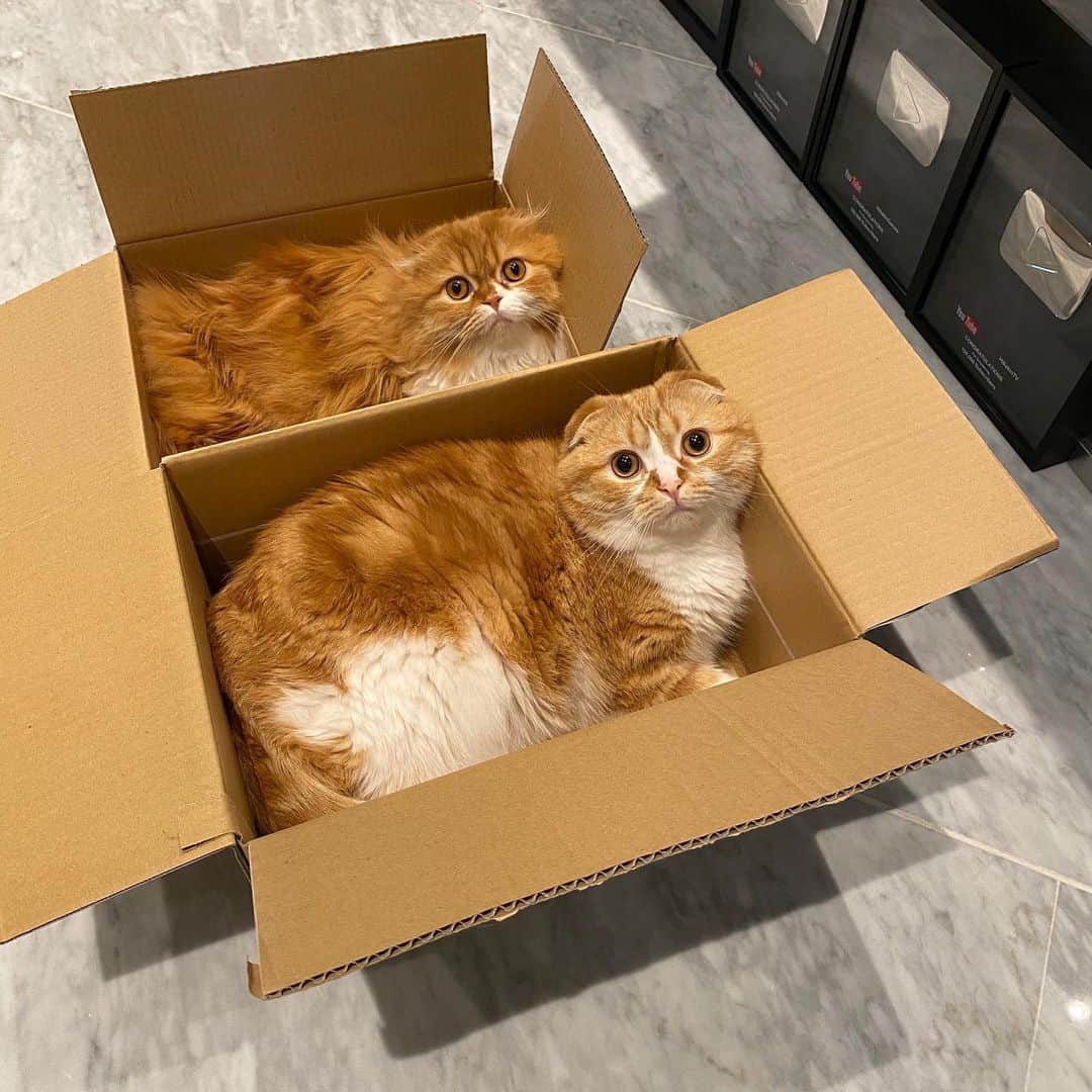 HIKAKINのインスタグラム：「本日5月25日はまるお&もふこの誕生日！ 2歳になりました🐱🐱🎉 まだ２歳😂  #猫　#ヒカキン  #まるお　#もふこ」