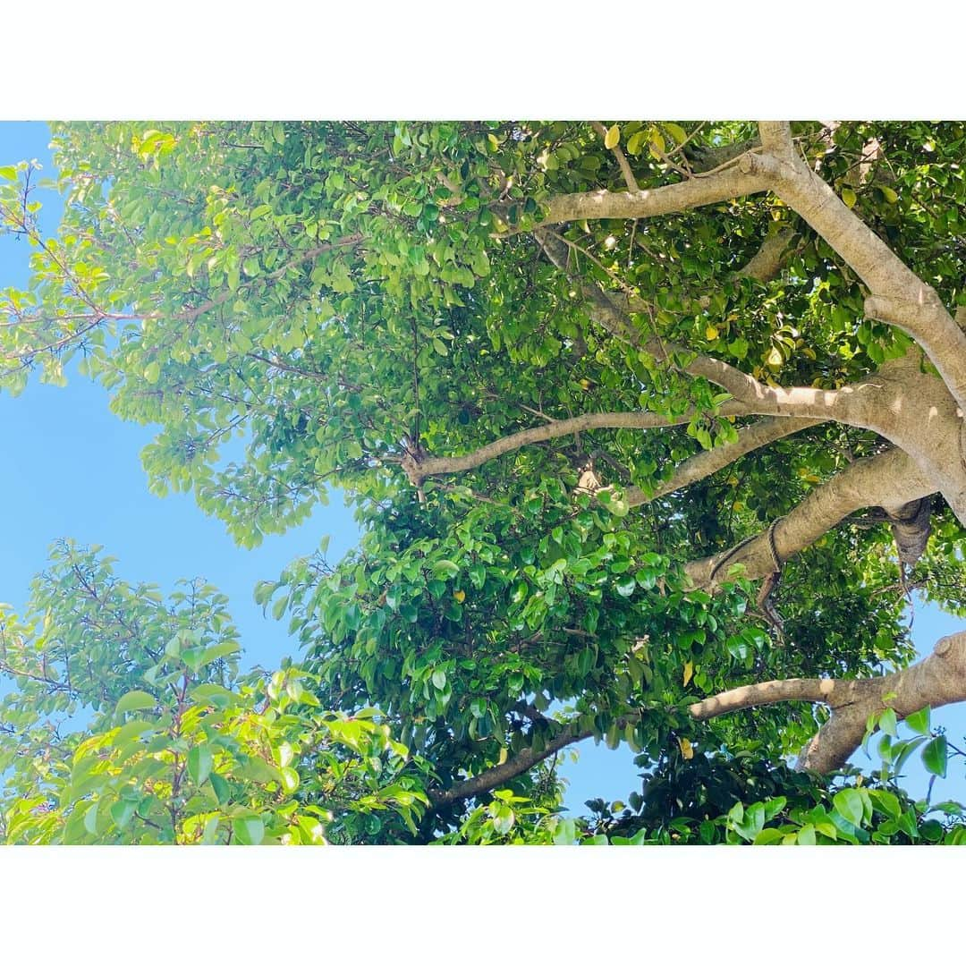 天翔愛さんのインスタグラム写真 - (天翔愛Instagram)「スカーンと青い空☀️白い雲🏃‍♀️﻿ ﻿ 大好きな薔薇が元気に咲いてくれました☺✨ 🌷🌷 ﻿ #おうち時間 #AiTensho ﻿ #快晴　#Rose」5月25日 19時01分 - ai_tensho_official