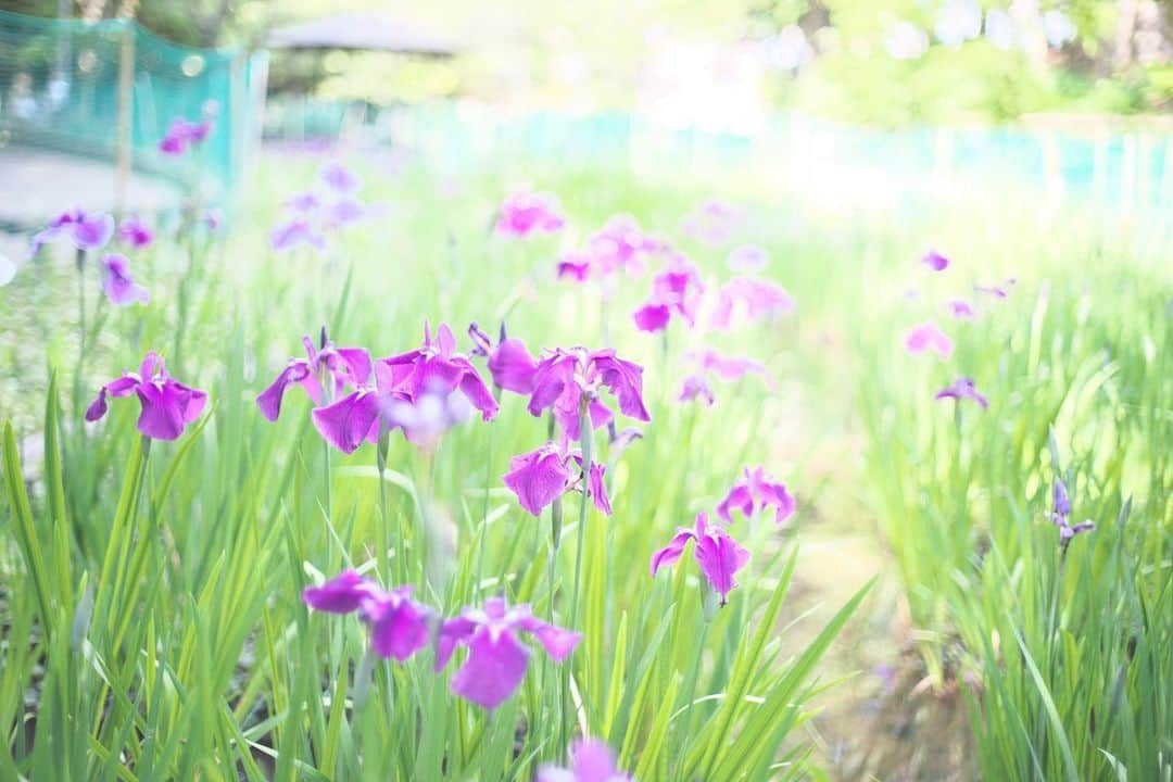 kiccyomuのインスタグラム：「☁️ 2020.05.25 Mon 久々、昨日のお写ん歩 歩いて行ける近くの公園で… 咲いてた #花菖蒲 咲き始めかな？ 50mmだけだったけど… 今度は135mmを持って行こう 会えてよかった😊 #心に花を * 緊急事態宣言が解除になったけど… しばらく無駄な外出は控えるのかな？🏡 #一日も早く平穏な日が訪れますように 🙏 明日も元気に🤗 * location #千葉 📷撮影 2020年05月」