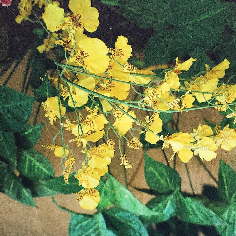 ベックスロックスのインスタグラム：「Starting the week with yellow Balinese orchids symbolising #friendship, #joy and new beginnings.  For you, for spring and for all of our friends celebrating  Eid al-Fitr. 💛 ⠀⠀⠀⠀⠀⠀⠀⠀⠀ Shot on film at our Goldsmiths workshop by @markrist0f  #shotonfilm #eidmubarak  #orchids #bankholiday  #mothernaturesbeauty」