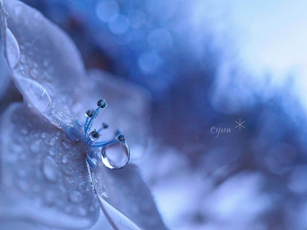 花の写真館のインスタグラム：「Photo by @cyun_cyun.⠀ https://instagram.com/cyun_cyun/⠀ .⠀ Original Post[投稿いただいたURL]⠀ https://www.instagram.com/p/ByemIL3A3GR/⠀ .⠀ 本アカウントは、 #私の花の写真 をつけてInstagramに投稿された皆さまの花の写真や、「花の写真館」Facebookページで投稿された花の写真を紹介します。⠀ 「花の写真館」Facebookページは、「 @floral.photograph 」のプロフィールにあるURLからご覧ください。⠀ .⠀ ※各自、政府、自治体など公的機関の指示に従った行動をお願いします。⠀⠀ 東京カメラ部および分室では、写真を「見る楽しみ」を提供することを通して、微力ながら皆様にわずかな時間でも癒しをお届けしたいと思っております。⠀ ※本アカウントは東京カメラ部がFacebook、Instagramのサービスを利用して運営しているもので、Facebook社・Instagramとは一切関係ありません。⠀ .⠀ #花の写真館 #floralphotograph #floralphoto #flower #flowers⠀ Follow: @floral.photograph」