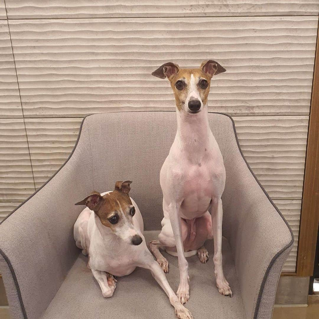 チョ・グォン さんのインスタグラム写真 - (チョ・グォン Instagram)「가비 근황 🐶 이것은 패드계의 혁명 가가 비버 하도 뛰어 다녀서 패드 이리저리 난리나는데 이것은 바닥에 딱 달라 붙어서 쉬아를 바로 흡수하는 이 능력은 깜노르.. . . #논슬립패드#차콜패드#강아지패드  #아몬스패드#멍스타그램#이탈리안그레이하운드」5月25日 19時43分 - kwon_jo