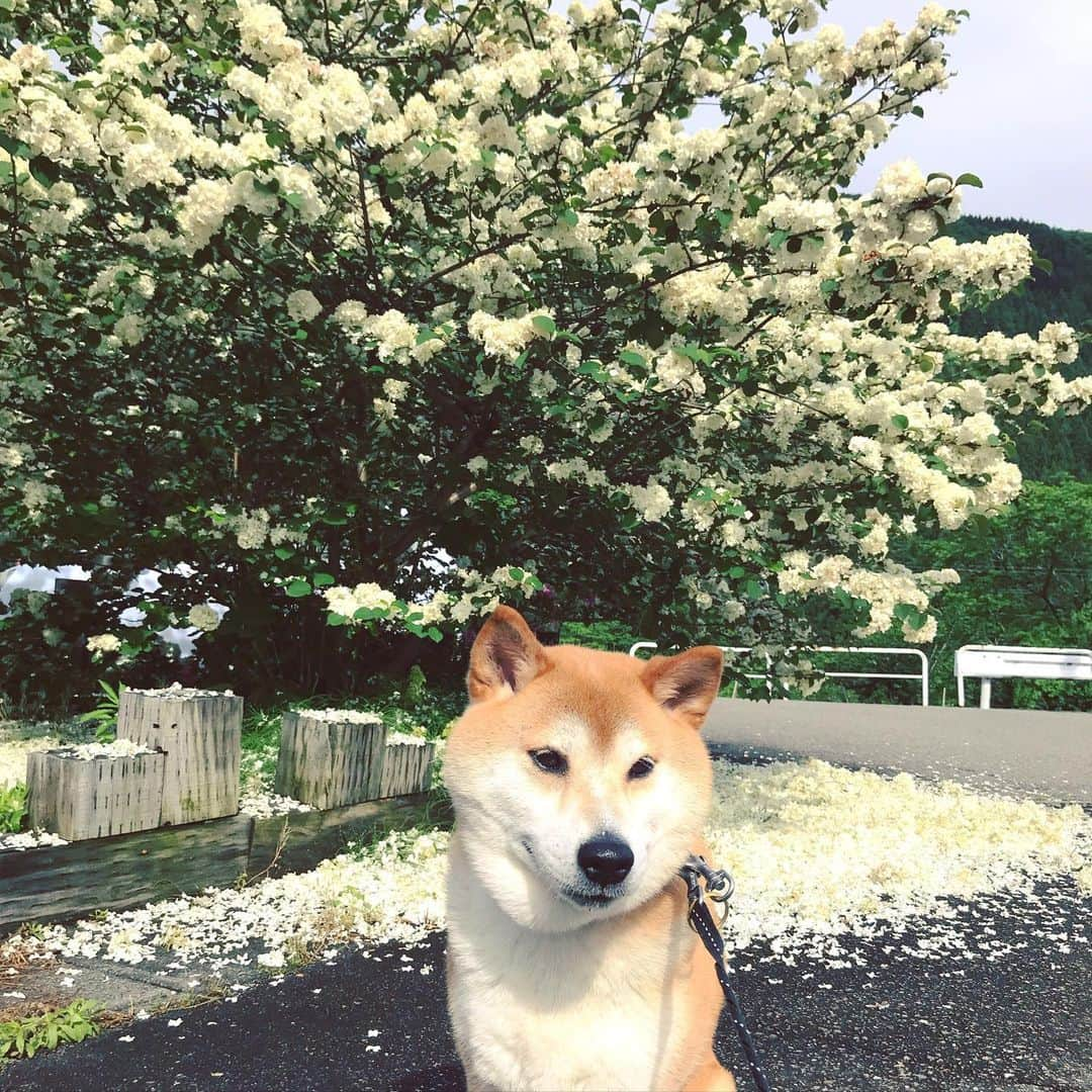 Hanamichi ＆ ℕㆁℜ〡ｋㆁ♡のインスタグラム：「雪のように散り積もる花びらが綺麗  The white flowers that scatter like snow are beautiful  #日本犬 #柴犬 #しばいぬ #子犬 #わんこ #dog #shiba #puppy  #オオデマリ#五月晴れ」