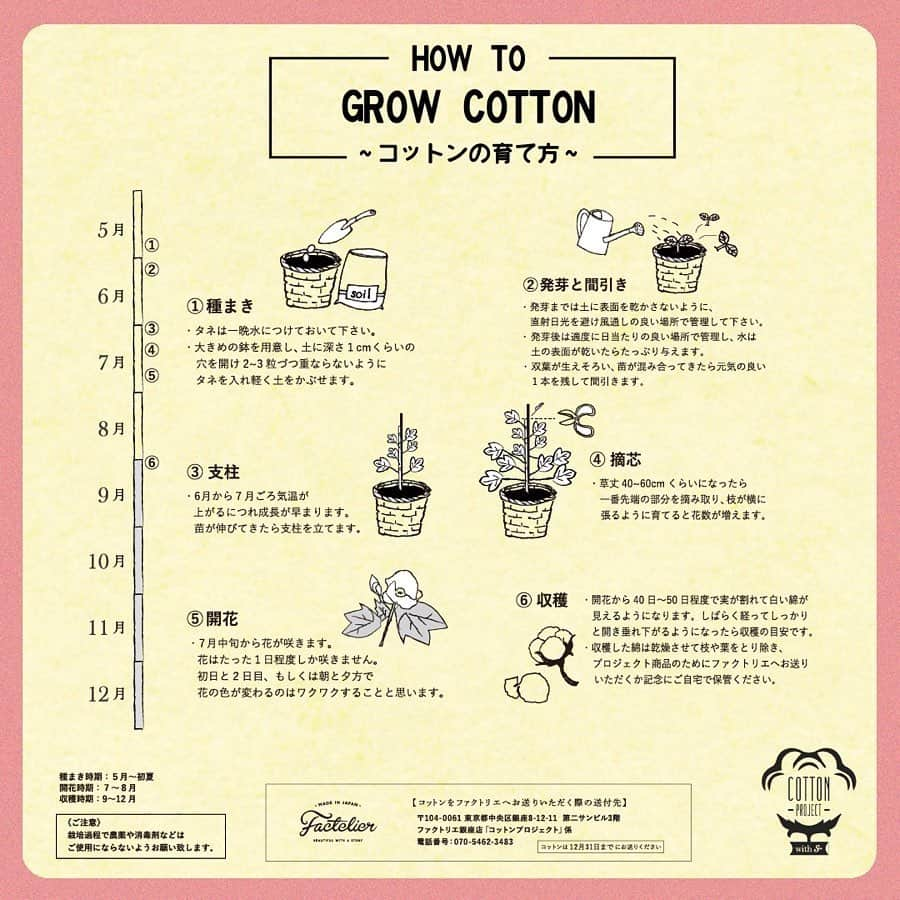 s**t kingzさんのインスタグラム写真 - (s**t kingzInstagram)「How to grow cotton🌱  シッキンコットンの育て方🌱﻿ 昨日発表された「Enjoy with S」﻿ #シッキンコットン プロジェクト﻿ ﻿ オフ会でも多くの反響‼️質問🙋🏽‍♂️‼️﻿ を頂き早速ファクトリエさんに﻿ シッキンコットンの育て方ポイントを﻿ 教えて頂きました🕺🔥﻿ ﻿  コットン作りが上手くいかなくても﻿ しっかりTシャツはお届けいたします‼️﻿ 失敗しても﻿ 一緒に頑張った気持ちは変わりません‼️﻿ その課程もいっしょに楽しみましょう🌱 ﻿ ﻿ みんなで作るTシャツの素材の一つ﻿ コットンを﻿ いっぱい愛情込めて育てる為に！﻿ ﻿ 是非ご覧ください‼️﻿ ﻿ また、他にも気になる点や教えてほしいポイントがありましたらコメントどしどし📝﻿ お待ちしております🤟🏾﻿ ﻿ 参加方法は、﻿ シッキン公式ホームページをチェック！！﻿ ﻿ ============================﻿ ﻿ テーマは﻿ 「一緒に作ろう！~ シッキンで楽しむ！シッキンと楽しむ！ ~」﻿ ...距離がある今だからこそ、﻿ ・もっと近くにみんなを感じたい！﻿ ・一緒に楽しさを分かち合いたい！﻿ ・日本全国と繋がりたい！﻿ ﻿ それを実現するためには、﻿ ・近くに感じられる " モノ " を作ろう！﻿ ・一緒に創りあげる"体験"をシェアしよう！﻿ ・完成したグッズで繋がろう！﻿ ﻿ ＜with Sのシッキン活動＞ ﻿ ﻿ シットキングスメンバーみんなもおうちでコットンを育てていき、Tシャツの原料になるコットン畑にも訪問予定。﻿ ﻿ メンバーのコットンの成長記録や、コットンプロジェクトに関連する更新情報はホームページ や SNS(Instagram&Twitter)の公式アカウントで随時UPされます。﻿ ﻿ 参加方法は、シッキン公式ホームページをチェック！！﻿ ﻿ #stkgz #withS #ファクトリエ﻿ #シッキンコットン」5月25日 19時55分 - stkgz_official