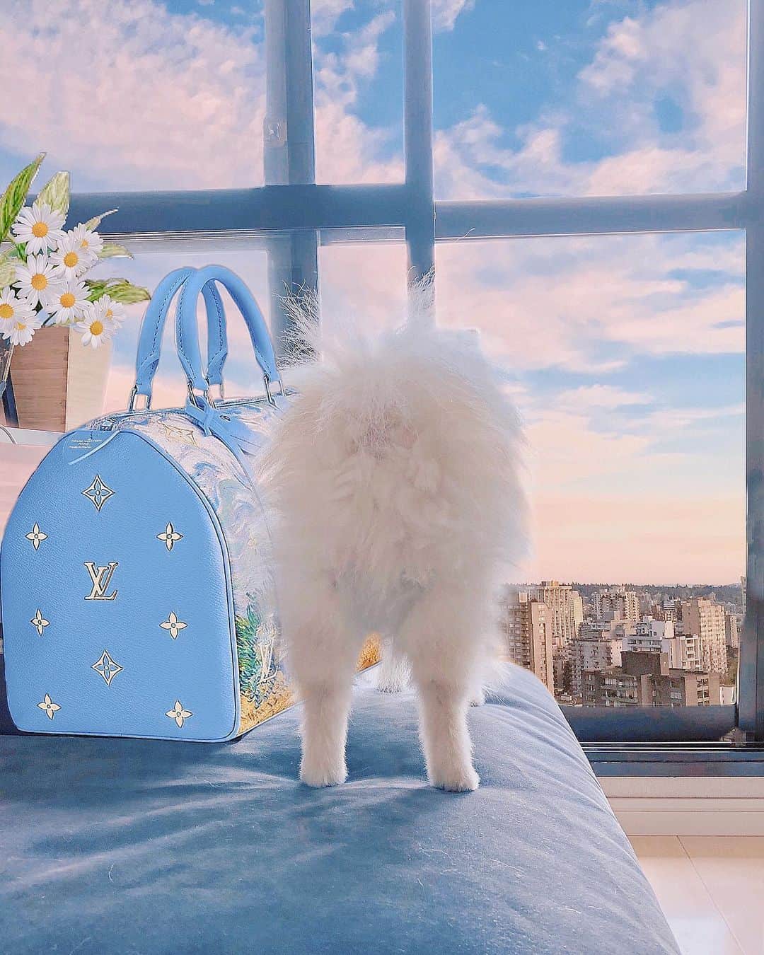 のインスタグラム：「#dogstagram ﻿ ﻿ 美尻女子🍑🐶﻿ ぴーさん(♀・4歳)﻿ ﻿ ﻿ ﻿ ぷりぷりプリプリ振る﻿ しっぽがかわいくてたまらんのです。﻿ ﻿ ﻿ ﻿ 見習って私も﻿ 美尻トレーニングするか🍑🏋️‍♂️🤸‍♀️🧘‍♀️🏄‍♀️🧗‍♀️﻿ ﻿ ﻿ #美尻#pomestagram #pomeranian #いぬすたぐらむ #いぬのいる暮らし」