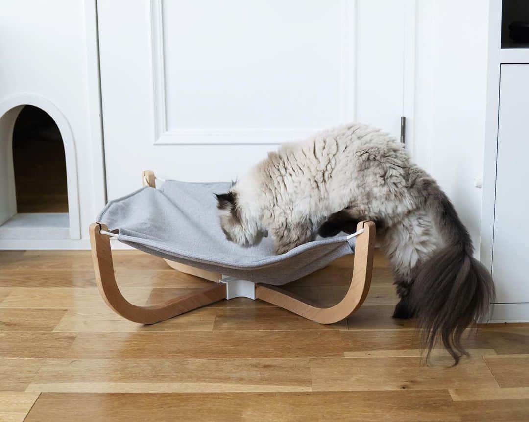 清水桜子さんのインスタグラム写真 - (清水桜子Instagram)「What a cozy hammock bed!﻿ ﻿ 前から気になっていた #pidan のハンモックベッド〜😻﻿ 想像より大きくてビックリしたけど、﻿ このくらいたわみがあった方が寝心地良いのかも？﻿ 猫らはとても満足げに使ってる。﻿ ﻿ 最近の猫グッズはおしゃれなのが多くてイイネ！﻿ ﻿ #catgoods」5月25日 20時07分 - sakuracos