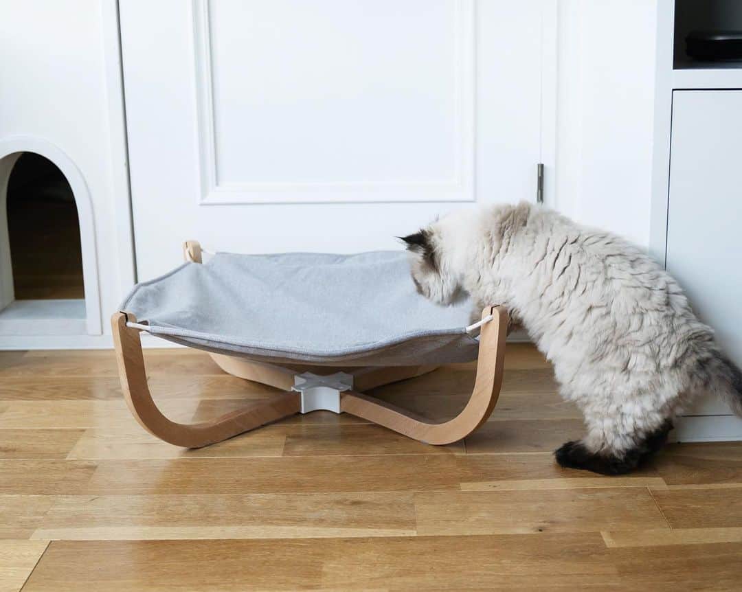 清水桜子さんのインスタグラム写真 - (清水桜子Instagram)「What a cozy hammock bed!﻿ ﻿ 前から気になっていた #pidan のハンモックベッド〜😻﻿ 想像より大きくてビックリしたけど、﻿ このくらいたわみがあった方が寝心地良いのかも？﻿ 猫らはとても満足げに使ってる。﻿ ﻿ 最近の猫グッズはおしゃれなのが多くてイイネ！﻿ ﻿ #catgoods」5月25日 20時07分 - sakuracos