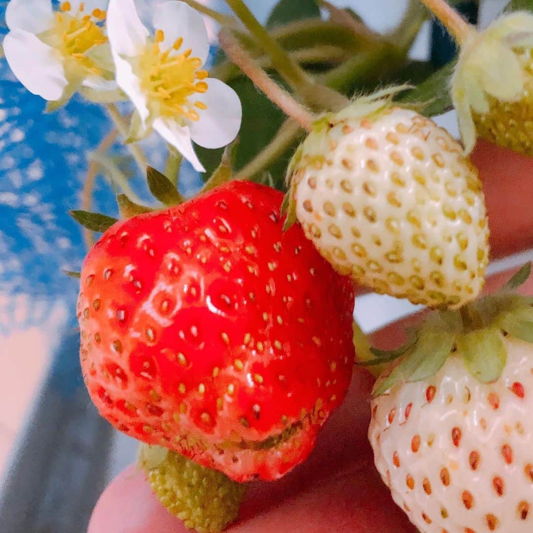 石橋奈美さんのインスタグラム写真 - (石橋奈美Instagram)「stay home中に 娘とイチゴとクランベリーを育ててます。 イチゴって一粒ずつ赤くなっていくんですね(うちのだけかな？) 一粒ずつ大切に頂いてます😋  クランベリーはもうちょっと先みたい。  #🍓 #😋 #始めての果実収穫」5月25日 11時30分 - ishibashi.nami