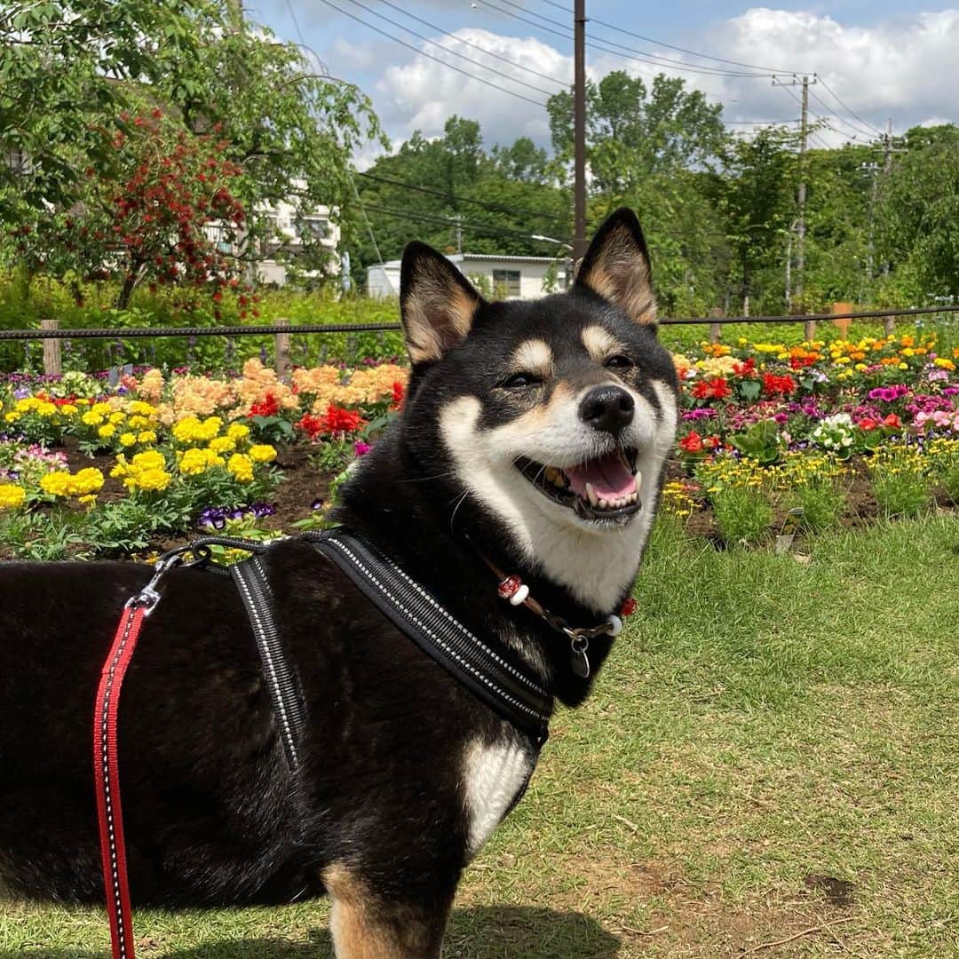 vo_coのインスタグラム：「☀️2020.05.25 今日で緊急事態宣言解除されるっぽいよ！的なスマイルを見せてくれたこたつさん 久しぶりに芦花公園散歩したら、前に住んでたマンションに帰ろうとしてたね…😂 * #shibastagram #instashiba #shiba #shibainu #黒柴 #柴犬」