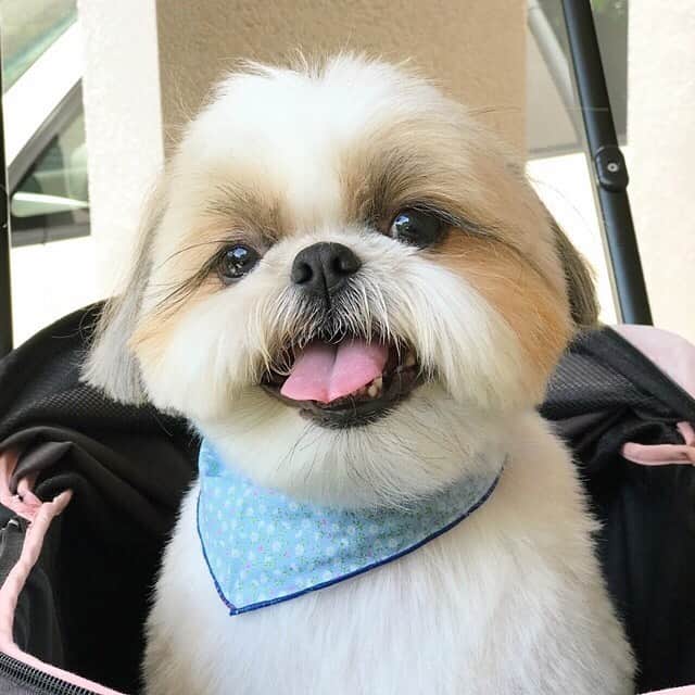 のインスタグラム：「My new cut! 🥰🐶💕 * * * * * 脱もふ❣️くもじい☁️は卒業したよ😂🐶✨」