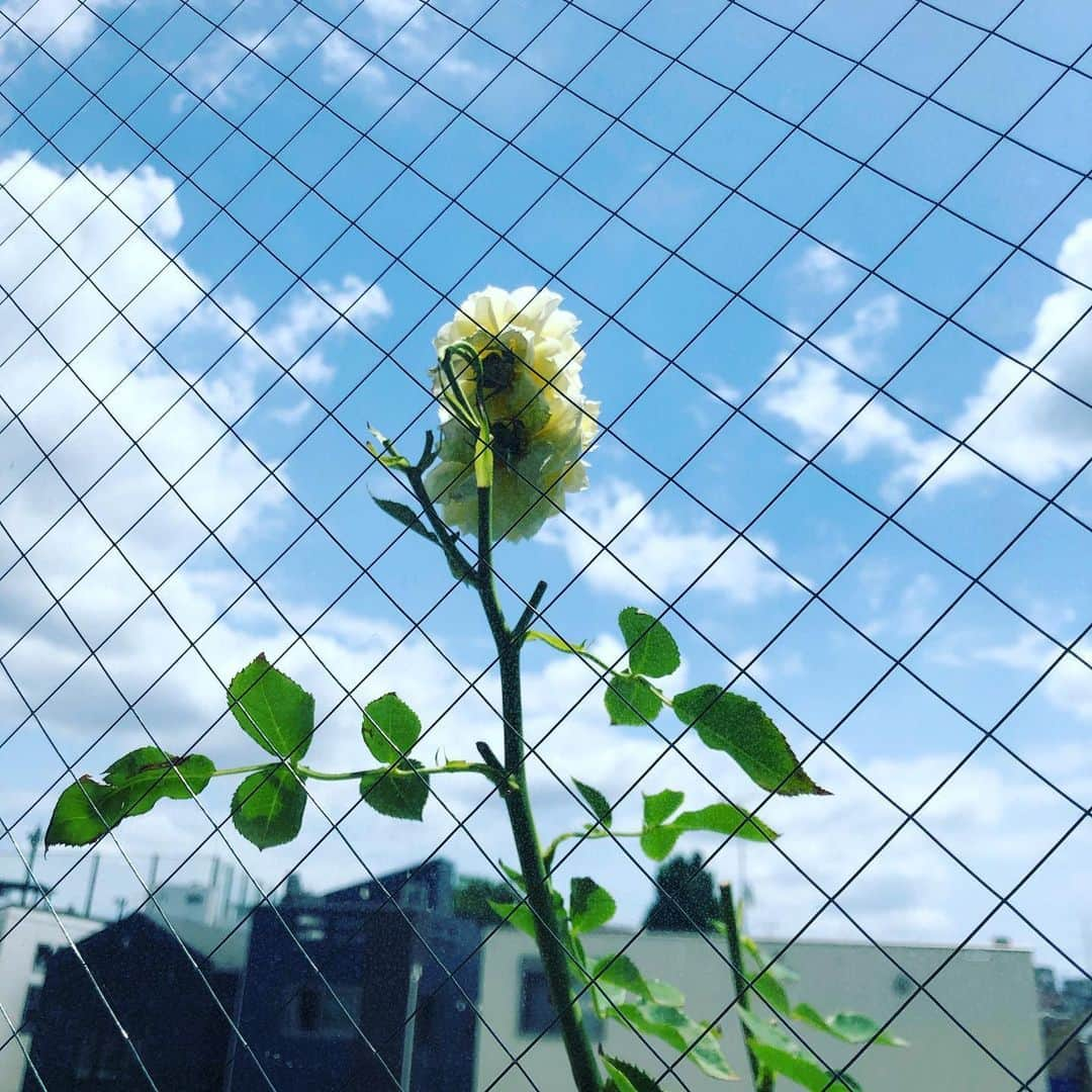 大宮エリーさんのインスタグラム写真 - (大宮エリーInstagram)「薔薇は🌹やはりいいなあ #ベランダ菜園 #大宮エリー #バラ #花 #花のある暮らし」5月25日 13時07分 - ellie_omiya