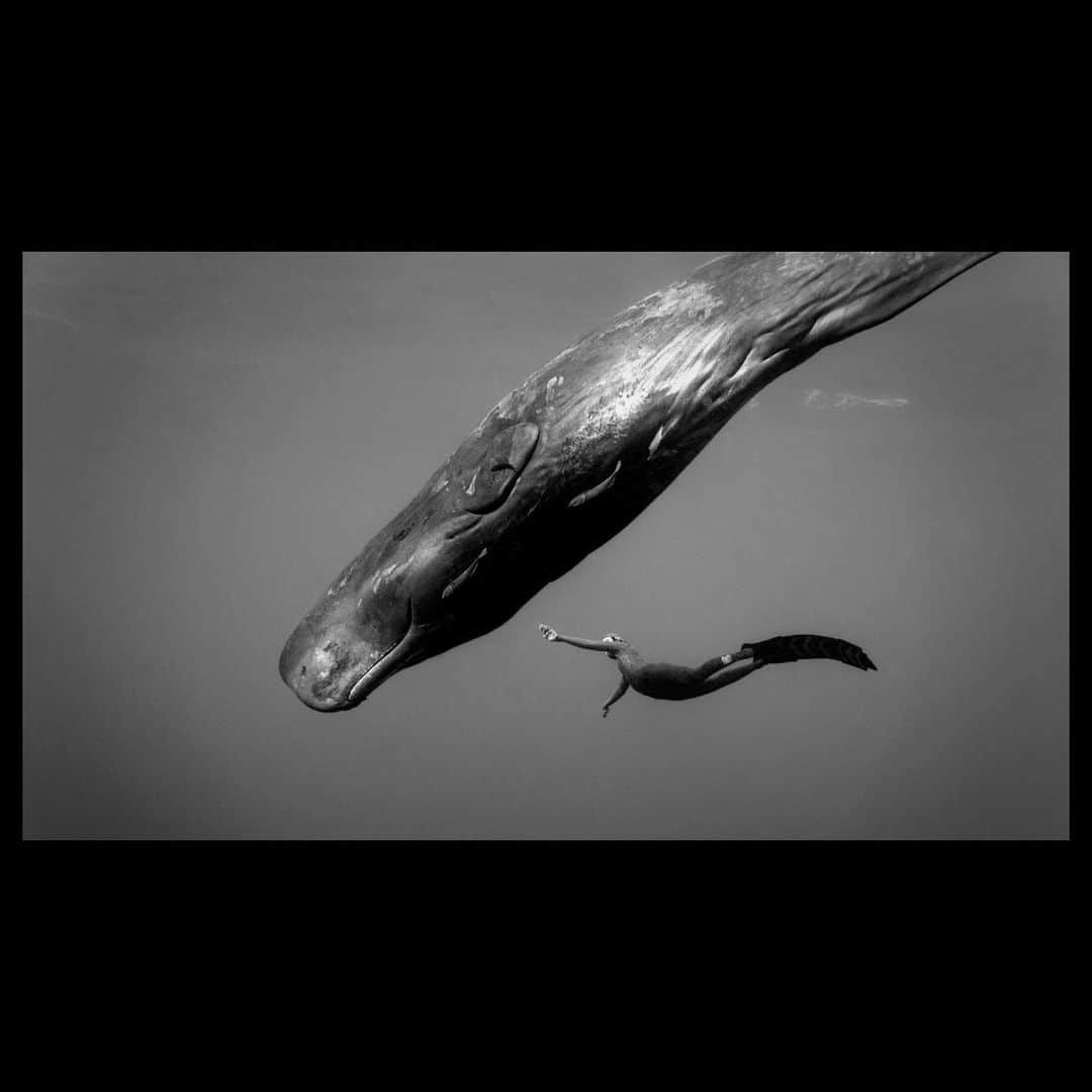 二木あいさんのインスタグラム写真 - (二木あいInstagram)「1st📷 @hideakimatsura found Zucchini Whale and drew me to swim with him🐋﻿ ﻿ 2nd📷 the 1st image reminded this Shot taken by Jon Ruiz De Argandona 😆 ﻿ ••••••••••••••••••••••••••••••••••••••••••••••••﻿ #underwater #freediving #underwaterworld #onebreath #zen #tranquility #health #love #happiness #smile #life #calmness #mindfulness #communication #mind #serenity #beauty #oneness #interaction #nature #ocean #earth #coexist #connection #message #blancpainoceancommitment #mymizu #aifutaki」5月25日 13時13分 - aifutaki
