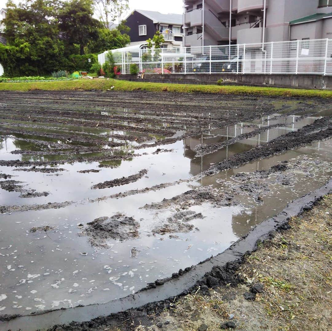 橋本かずまさのインスタグラム：「家の田んぼの田植えの準備で超片手間ファーマーをしています。 運動不足の体にはきついです。 すでに筋肉痛です。 田んぼにはおけらやカエルがたくさんいます。  #田んぼ　#超片手間ファーマー　#ファーマー　#田植え #おけら　#カエル　#大阪府　 #四條畷市　#運動不足　 #筋肉痛」