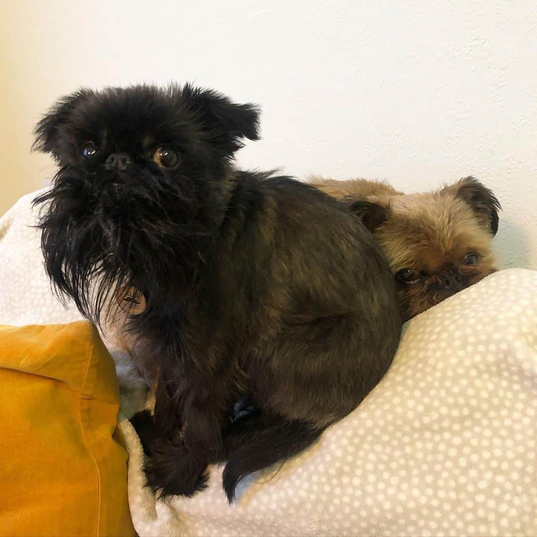 Digby & Aloのインスタグラム：「Anyone who has a sibling will understand Digby’s pain 😂」