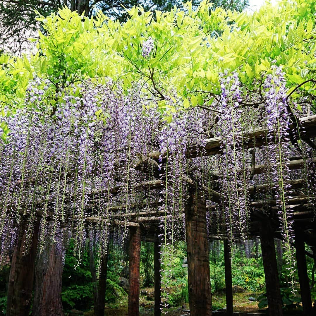 上林ホテル仙壽閣のインスタグラム：「庭園にあります藤の花です。満開 は今週後半でしょうか。 #5月 #藤 #japan #senjukaku #癒しの時間 #温泉 #山ノ内町 #長野電鉄 #写真撮ってる人と繋がりたい」