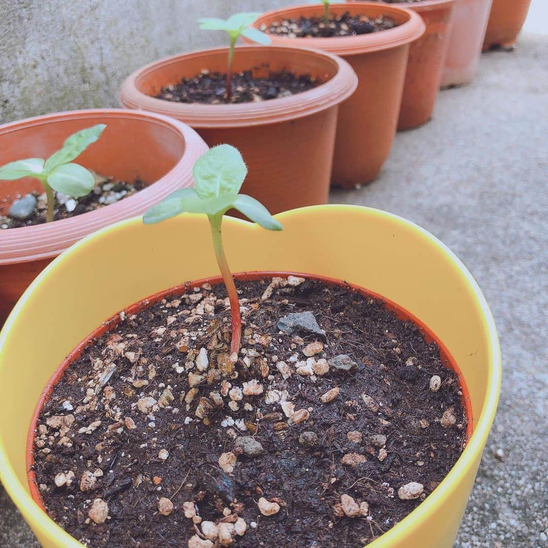 清水希容さんのインスタグラム写真 - (清水希容Instagram)「The sunflower 🌻 that I planted the other day has begun to sprout 🌱  In summer you can see your favorite sunflower at home 😊  先日植えた向日葵🌻が芽を出し始めてきました🌱 夏は大好きな向日葵が自宅でも見れます😊  #自宅#向日葵#植え#夏#楽しみ#happy#smile」5月25日 14時08分 - kiyou_1