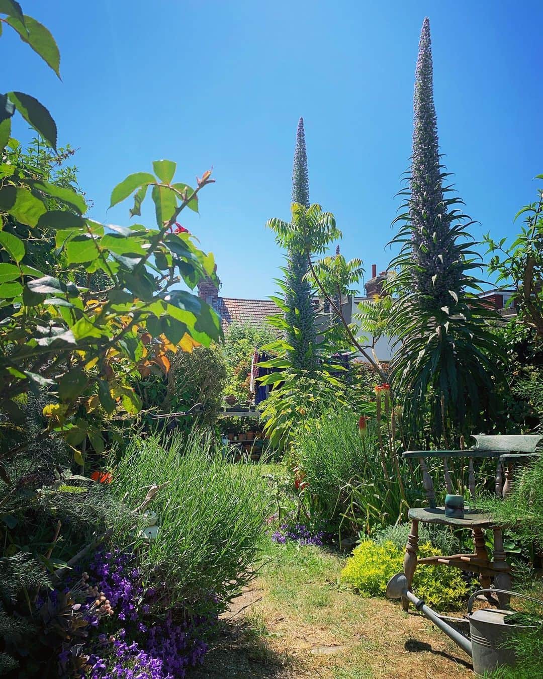 Tea and sittingのインスタグラム：「May in the garden... 🌿💜💙」