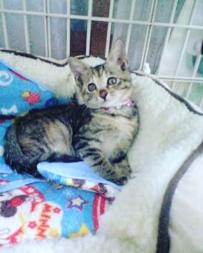 南早苗のインスタグラム：「うちの5ニャンズのTop2！ You &Me🐈 子供の頃の写真をあげてみました✨  出逢いは2010年10月。 猫の里親になろうと決意をし、保護・里親探しの活動をされている方の元へ行きました。たくさんの保護猫ちゃんがいる中で、なんと私のお股めがけて突進してきたのがこの2匹ww 我が家の一員になりました✨  今日は保護猫の日だそうです。 保護猫がなぜ生まれるのかを考えてもらい、 ひとつの命を最後まで大切にする文化を日本に根づかせるのが目的で制定されたとのこと。  今では我が家も5ニャンズに〜🐈🐈🐈🐈🐈 いつのまにかウチに住む人間の数より多くなり、毎日にぎやかですw  #猫　#cat #猫のいる生活　#catstagram  #にゃんすたぐらむ  #保護猫　#さくらねこ　#保護猫の日　#猫好きさんと繋がりたい」