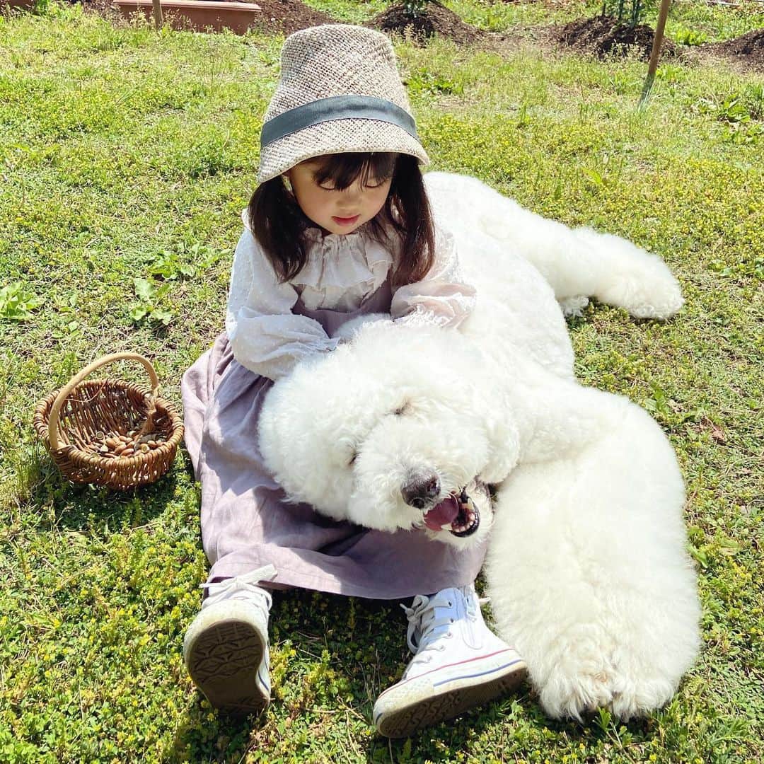 たまねぎさんのインスタグラム写真 - (たまねぎInstagram)「. . あまえっこ全開りっくん╰(*´︶`*)╯♡ アヘアヘ顔に癒される。 . . #standardpoodle #dog #lovedogs #poodleinstagram #スタンダードプードル #whitepoodle #大型犬と子供 #poodle #dogstagram #いぬのいる生活 #もふもふ部 #わんこ部 #子どもと犬 #kidsanddog  #いぬのきもち #犬と暮らす #いぬなしでは生きていけません  #ママリ #キズナ #コドモノ #いこーよ #いぬのきもち #kubomi #ホワイトプードル #whitepoodle #3歳児 #癒し #孫と犬 #最強の癒し #あまえっこ #至福の時」5月25日 15時55分 - tamanegi.qoo.riku