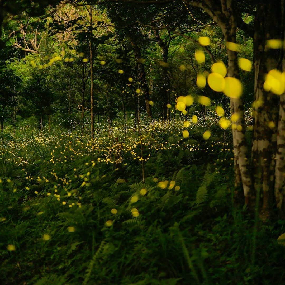 Be.okinawaさんのインスタグラム写真 - (Be.okinawaInstagram)「A magical light show by the Yaeyama hime-botaru fireflies ✨ 📍:Ishigaki Island 📷:@nobu_ishigaki118  After sunset, the Yaeyama hime-botaru fireflies light up for 30 to 40 minutes. They might show up more if it has rained recently!  Through the darkest times comes the brightest light and we hope to welcome you all to Okinawa again sometime soon. #okinawaathome  #ishigakiisland #yaeyamaislands #石垣島 #八重山群島 #이시가키섬 #야에야마제도 #八重山諸島 #firefly #amazingviews #beokinawa #visitokinawa」5月25日 16時01分 - visitokinawajapan