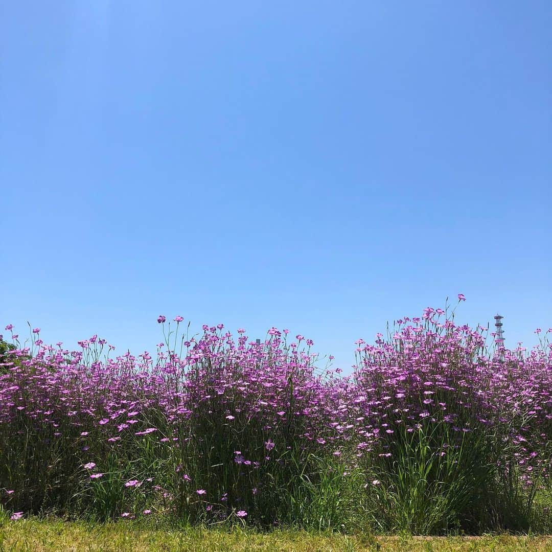 ナカヤマユキコのインスタグラム：「昨日の土手散歩🌷 やっと晴れた〜 . . まだ気は抜けないけど、みんな徐々に普通の日常に戻り始めましたね🌈 . 私の住んでいる区は6月末まで登園自粛要請が出ているので、まだしばらく息子とstayhomeな日々が続きそうだけど😢公園や遊び場も徐々に再開してほしいな〜 . . . なによりも、友達とお日様の下でカンパーイしたい季節ですわ🍻 . あと缶ビール飽きた🙁 キンキンな生ビール飲みたい🙁」