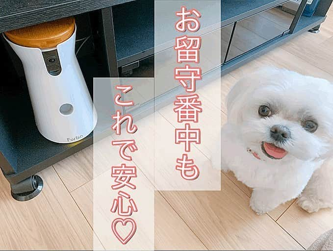 みき みーやんさんのインスタグラム写真 - (みき みーやんInstagram)「留守の時に愛犬を感じられる#ファーボ @furbo_japan 🐶💕 . お仕事でいただいたのでさっそく使ってみたよ♡ . これはお留守番中、ペットが何して過ごしてるか カメラで確認できて餌まであげられる機械なの💕 . . 2枚目の動画はお留守番中のみるく❤ あちこち歩き回って楽しそうよねw . お留守番中に私が餌ボタンをポチッと押すと 離れていても餌もあげられるから お腹が空いて吠えたりするわんちゃんとかにも おススメなんちゃうかなー？🐶💕 . しかも吠えたら携帯に通知が来るから マイクを通じて名前を呼んであげるだけでも 寂しさ軽減できるしこれめちゃくちゃハイテクー！笑 . . 離れててもアプリ開けばいつでも みるくを感じられるって最高やないか🤤❤ . . 大切な家族といつでも繋がっていたいあなたのために クーポンコード「miyan」もあるよ！💕 これを使うと特別応援価格より 更に1,000円OFFになるみたいです🙃❤ 詳しくはプロフィールのURLに載せたから チェックしてみてね💕 . 今日からあなたもファーボ生活😍←なんかありそうなセリフ笑 . #Furbo#ファーボ#ドッグカメラ#見守りカメラ#pr#マルチーズ#Maltese#お留守番#いぬのきもち#いぬのいる暮らし#わんすたぐらむ#わんこ#わんちゃん大好き#犬との暮らし#可愛い#留守番#クーポン#いぬばかぶ#もふもふ#犬部」5月25日 16時58分 - mi_yan0101