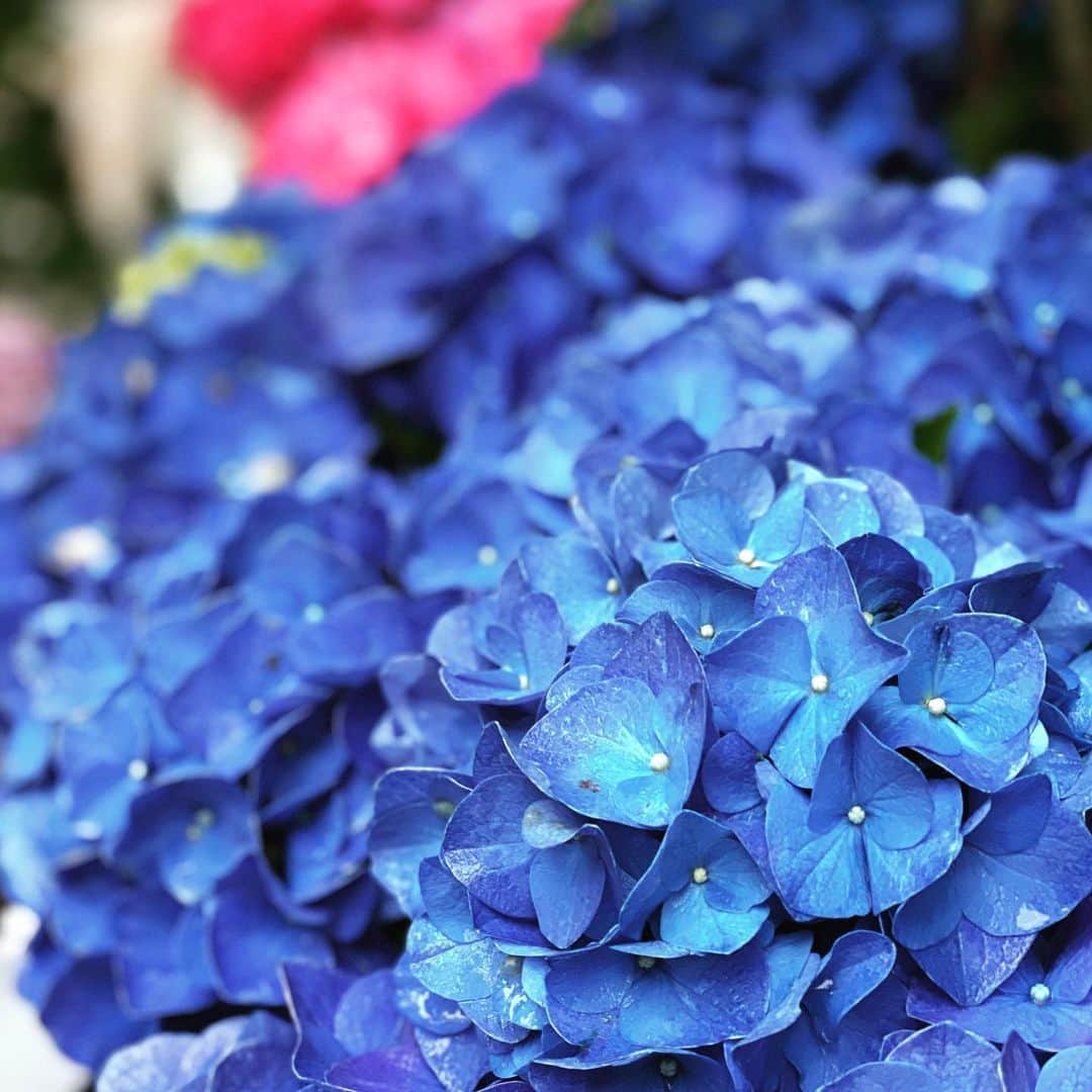 堀江淳のインスタグラム：「もう紫陽花の季節ＤA！」