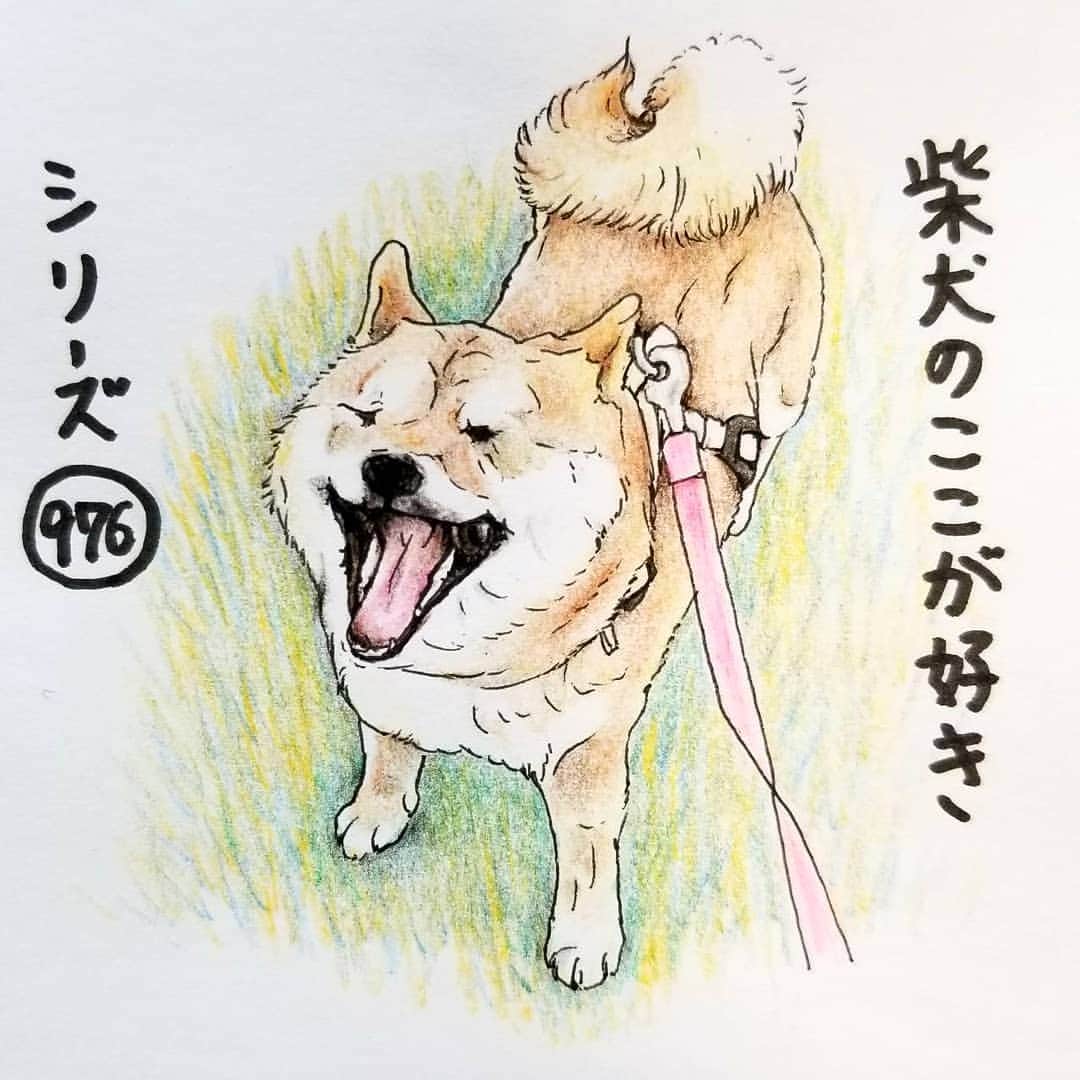 ハナとソラさんのインスタグラム写真 - (ハナとソラInstagram)「* #ここ柴部 『柴犬のここが好きシリーズ976』 あくびの口が大きすぎて 目が点になるとこ。  笑ってるみたいで つられて笑ってしまうよ。 * モデルは @shibashio さんとこのしおちゃんです💓 * #柴犬のここが好き #favoritepartsofshibainu #illustration #dogart #drawing #shibastagram #shibainu #colorpencil #柴犬 #イラスト #しばすたぐらむ #いらすとぐらむ #色鉛筆 #柴公園イラスト」5月25日 17時29分 - nsdikm_hanasora
