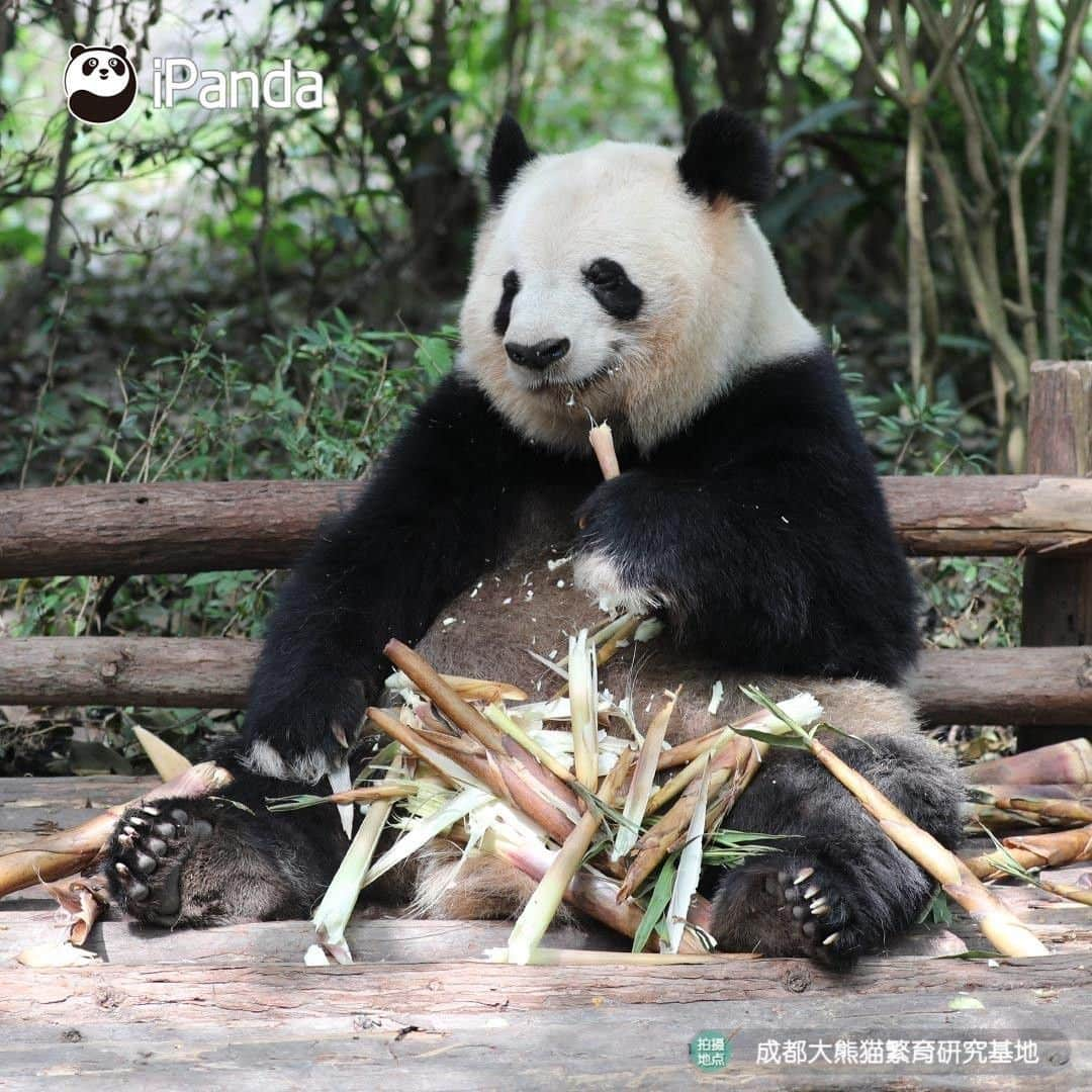 iPandaさんのインスタグラム写真 - (iPandaInstagram)「Having a meal with a pair of white gloves makes your food more delicious! (Si Yuan) 🐼 🐾 🐼 #panda #ipanda #animal #pet #adorable #China #travel #pandababy #cute #photooftheday #Sichuan #cutepanda #animalphotography #cuteness #cutenessoverload」5月25日 17時30分 - ipandachannel