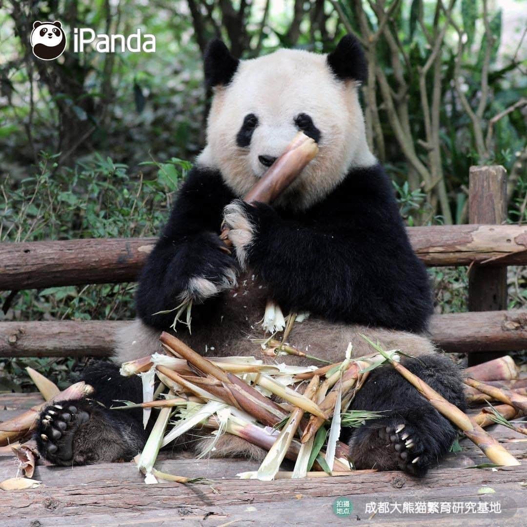 iPandaさんのインスタグラム写真 - (iPandaInstagram)「Having a meal with a pair of white gloves makes your food more delicious! (Si Yuan) 🐼 🐾 🐼 #panda #ipanda #animal #pet #adorable #China #travel #pandababy #cute #photooftheday #Sichuan #cutepanda #animalphotography #cuteness #cutenessoverload」5月25日 17時30分 - ipandachannel