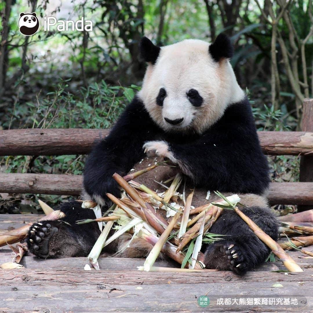 iPandaさんのインスタグラム写真 - (iPandaInstagram)「Having a meal with a pair of white gloves makes your food more delicious! (Si Yuan) 🐼 🐾 🐼 #panda #ipanda #animal #pet #adorable #China #travel #pandababy #cute #photooftheday #Sichuan #cutepanda #animalphotography #cuteness #cutenessoverload」5月25日 17時30分 - ipandachannel