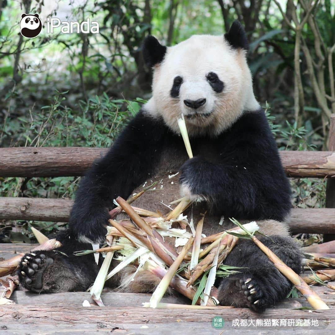 iPandaさんのインスタグラム写真 - (iPandaInstagram)「Having a meal with a pair of white gloves makes your food more delicious! (Si Yuan) 🐼 🐾 🐼 #panda #ipanda #animal #pet #adorable #China #travel #pandababy #cute #photooftheday #Sichuan #cutepanda #animalphotography #cuteness #cutenessoverload」5月25日 17時30分 - ipandachannel