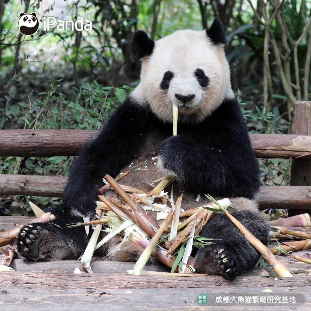 iPandaさんのインスタグラム写真 - (iPandaInstagram)「Having a meal with a pair of white gloves makes your food more delicious! (Si Yuan) 🐼 🐾 🐼 #panda #ipanda #animal #pet #adorable #China #travel #pandababy #cute #photooftheday #Sichuan #cutepanda #animalphotography #cuteness #cutenessoverload」5月25日 17時30分 - ipandachannel