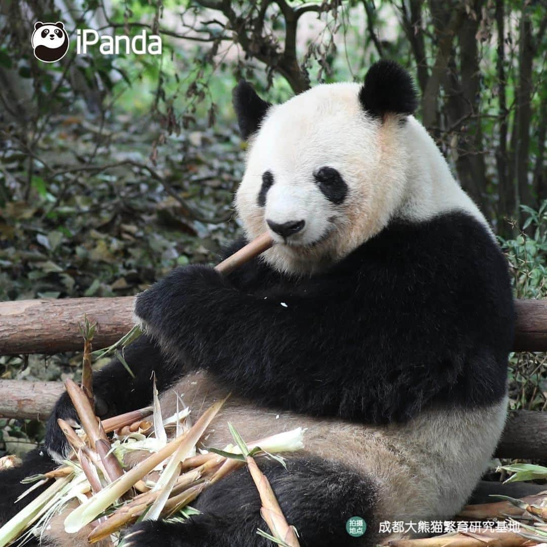 iPandaさんのインスタグラム写真 - (iPandaInstagram)「Having a meal with a pair of white gloves makes your food more delicious! (Si Yuan) 🐼 🐾 🐼 #panda #ipanda #animal #pet #adorable #China #travel #pandababy #cute #photooftheday #Sichuan #cutepanda #animalphotography #cuteness #cutenessoverload」5月25日 17時30分 - ipandachannel