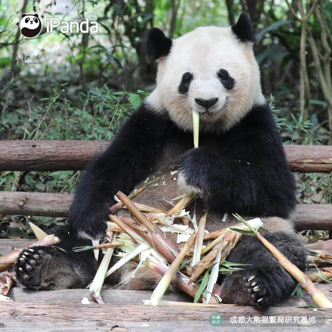 iPandaさんのインスタグラム写真 - (iPandaInstagram)「Having a meal with a pair of white gloves makes your food more delicious! (Si Yuan) 🐼 🐾 🐼 #panda #ipanda #animal #pet #adorable #China #travel #pandababy #cute #photooftheday #Sichuan #cutepanda #animalphotography #cuteness #cutenessoverload」5月25日 17時30分 - ipandachannel