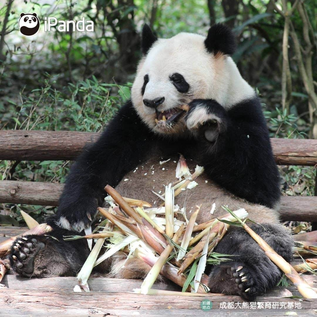 iPandaさんのインスタグラム写真 - (iPandaInstagram)「Having a meal with a pair of white gloves makes your food more delicious! (Si Yuan) 🐼 🐾 🐼 #panda #ipanda #animal #pet #adorable #China #travel #pandababy #cute #photooftheday #Sichuan #cutepanda #animalphotography #cuteness #cutenessoverload」5月25日 17時30分 - ipandachannel