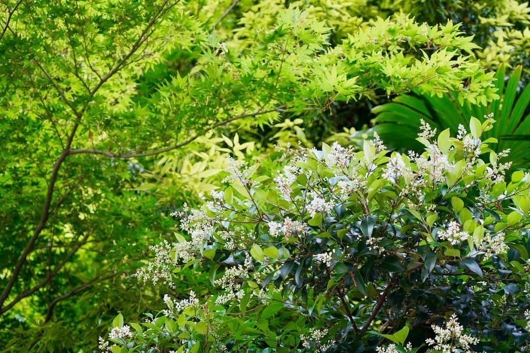 けらえいこさんのインスタグラム写真 - (けらえいこInstagram)「きのうは気持ちよく晴れて、代々木公園はけっこうな人出。近所の緑とクレマチスもきれい。 📱 #スマホをかざして #花の名前がわかるグーグルレンズ #オットがかざしててびっくり #八重のクレマチス #初めて見た」5月25日 18時26分 - keraeiko