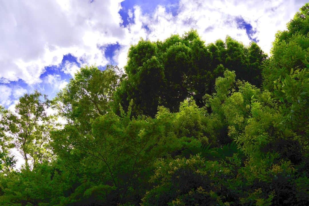 けらえいこさんのインスタグラム写真 - (けらえいこInstagram)「きのうは気持ちよく晴れて、代々木公園はけっこうな人出。近所の緑とクレマチスもきれい。 📱 #スマホをかざして #花の名前がわかるグーグルレンズ #オットがかざしててびっくり #八重のクレマチス #初めて見た」5月25日 18時26分 - keraeiko