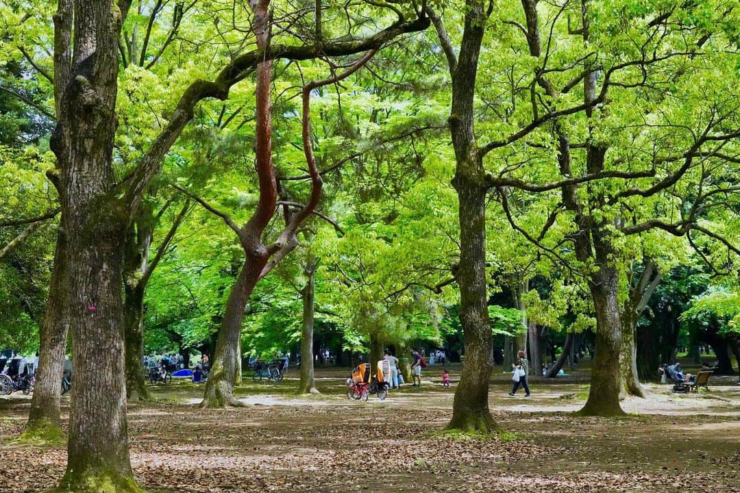 けらえいこのインスタグラム：「きのうは気持ちよく晴れて、代々木公園はけっこうな人出。近所の緑とクレマチスもきれい。 📱 #スマホをかざして #花の名前がわかるグーグルレンズ #オットがかざしててびっくり #八重のクレマチス #初めて見た」